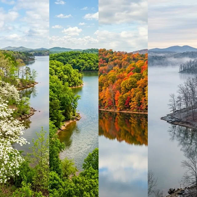 A split image showing an Alabama reservoir across four seasons — spring dogwoods, summer green canopy, fall orange foliage, and winter mist over still water